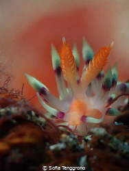 Coryphellina exoptata by Sofia Tenggrono 